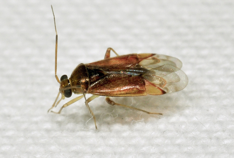 Miridae: Lygus rugulipennis e Pinalitus cervinus
